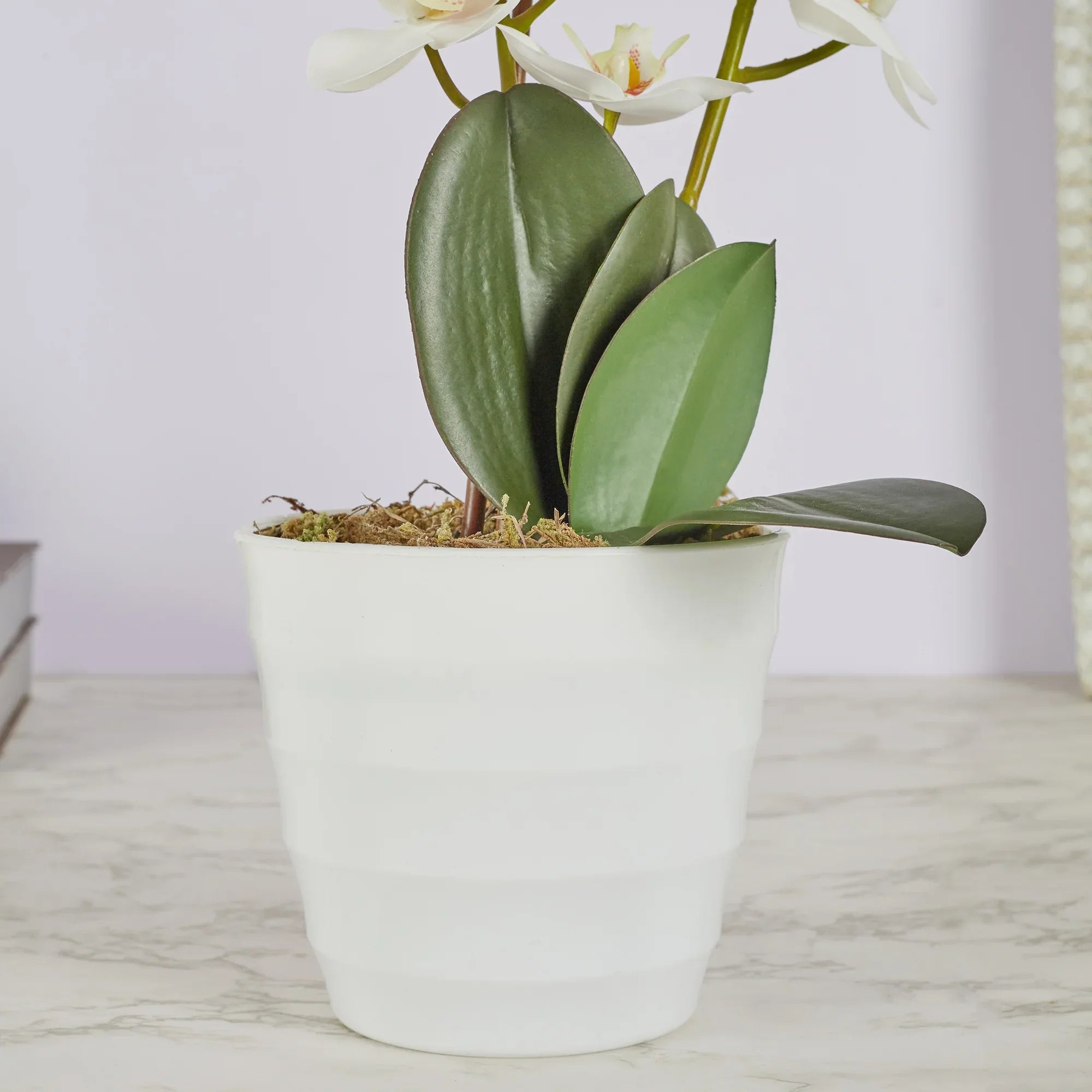 Ilana Artificial Orchid Potted Plant 45Cm in White Colour - HomeTown