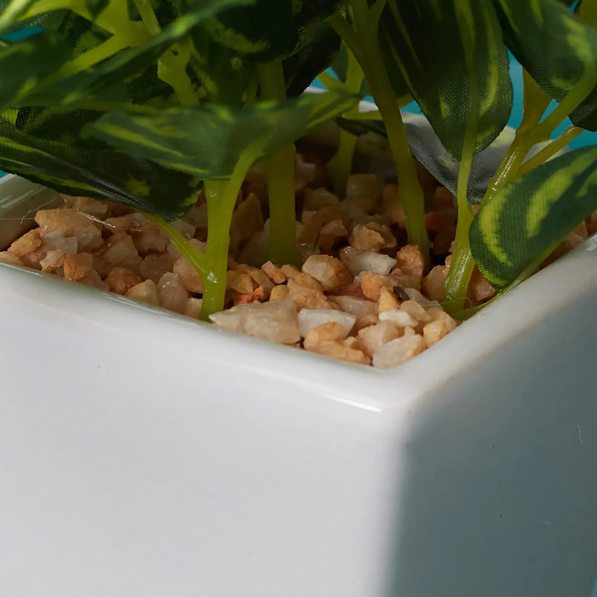 Ilana Faux Peperomia Ceramic Potted Plant 19 Cm in Green Colour - HomeTown