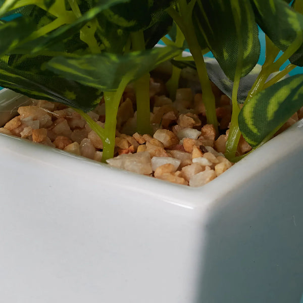 Ilana  Faux Peperomia Ceramic Potted Plant 19 Cm in Green Colour dimensions