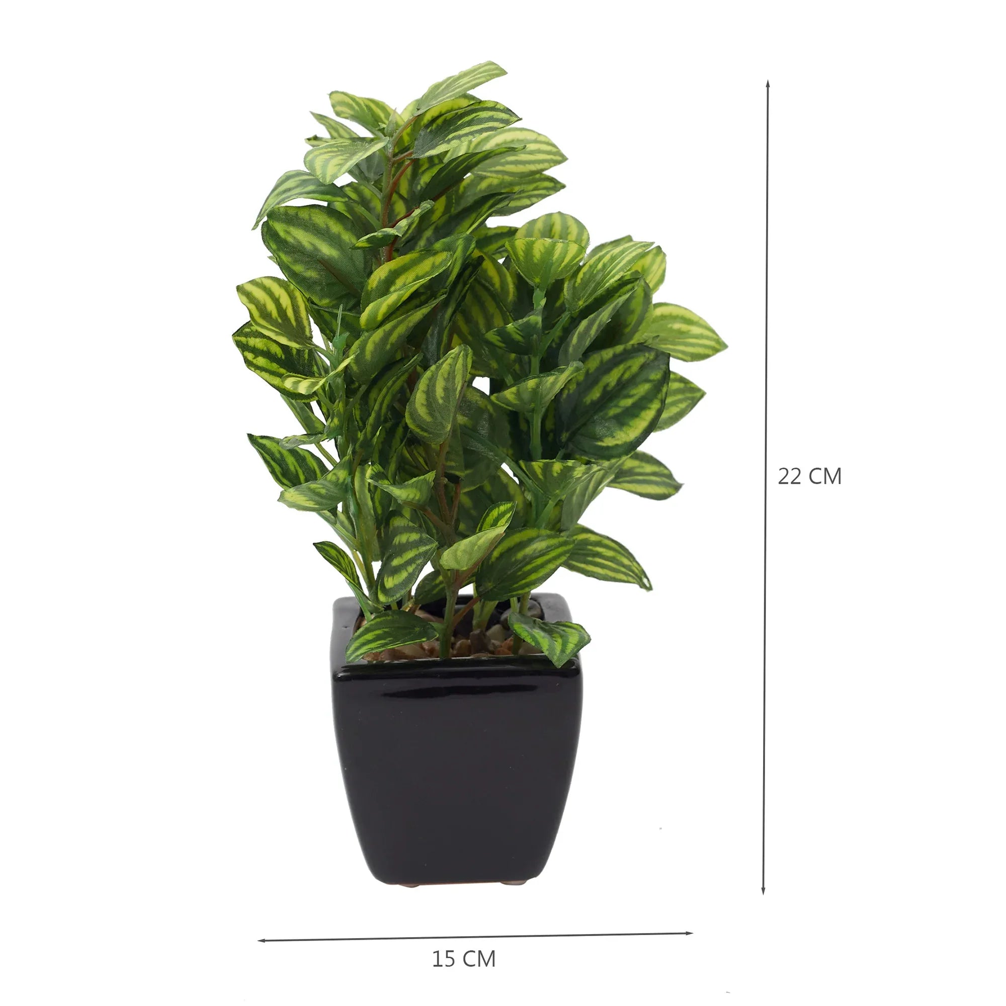 Ilana Faux Peperomia Ceramic Potted Plant 22 Cm in Green Colour - HomeTown
