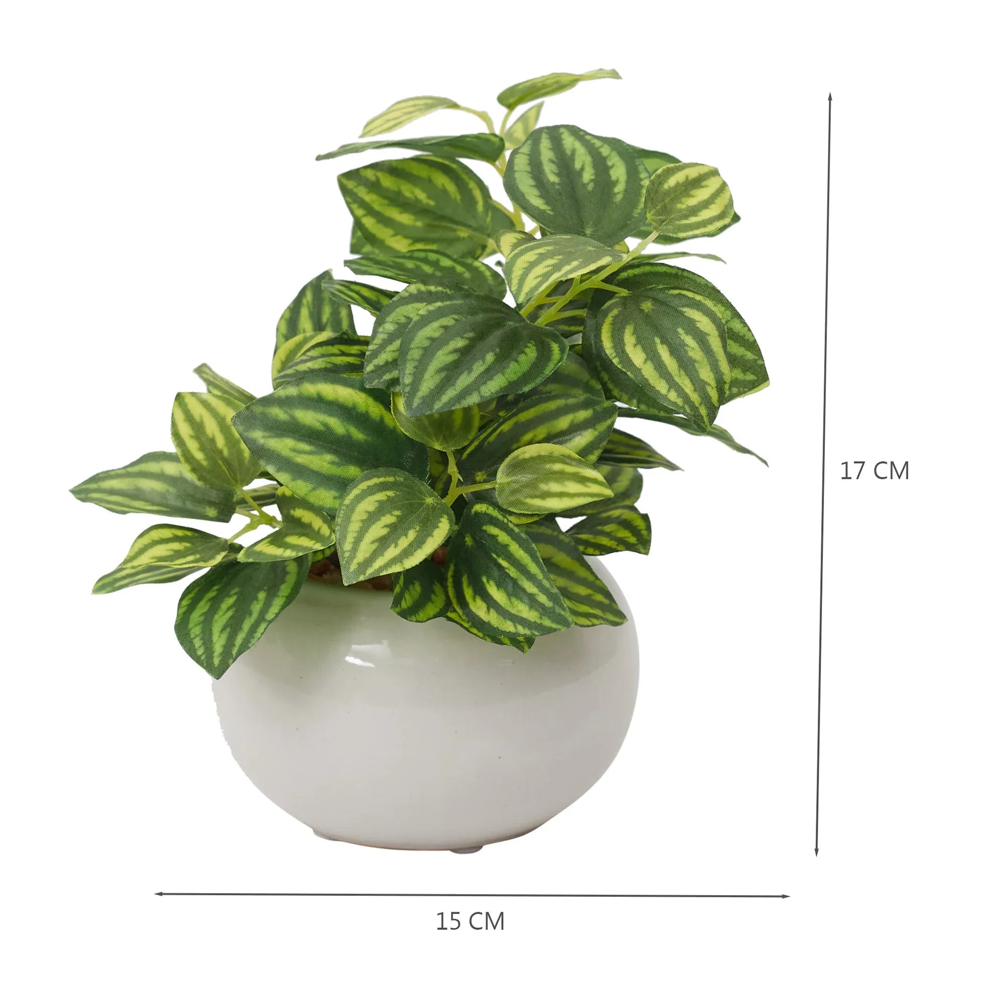 Ilana Faux Peperomia Ceramic Potted Plant 17 Cm in Green Colour - HomeTown