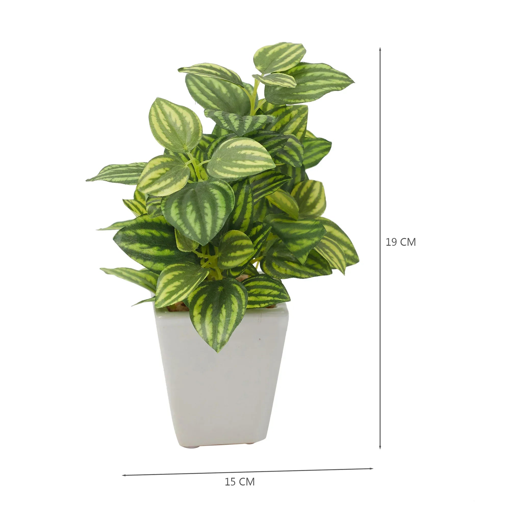 Ilana Faux Peperomia Ceramic Potted Plant 19 Cm in Green Colour - HomeTown