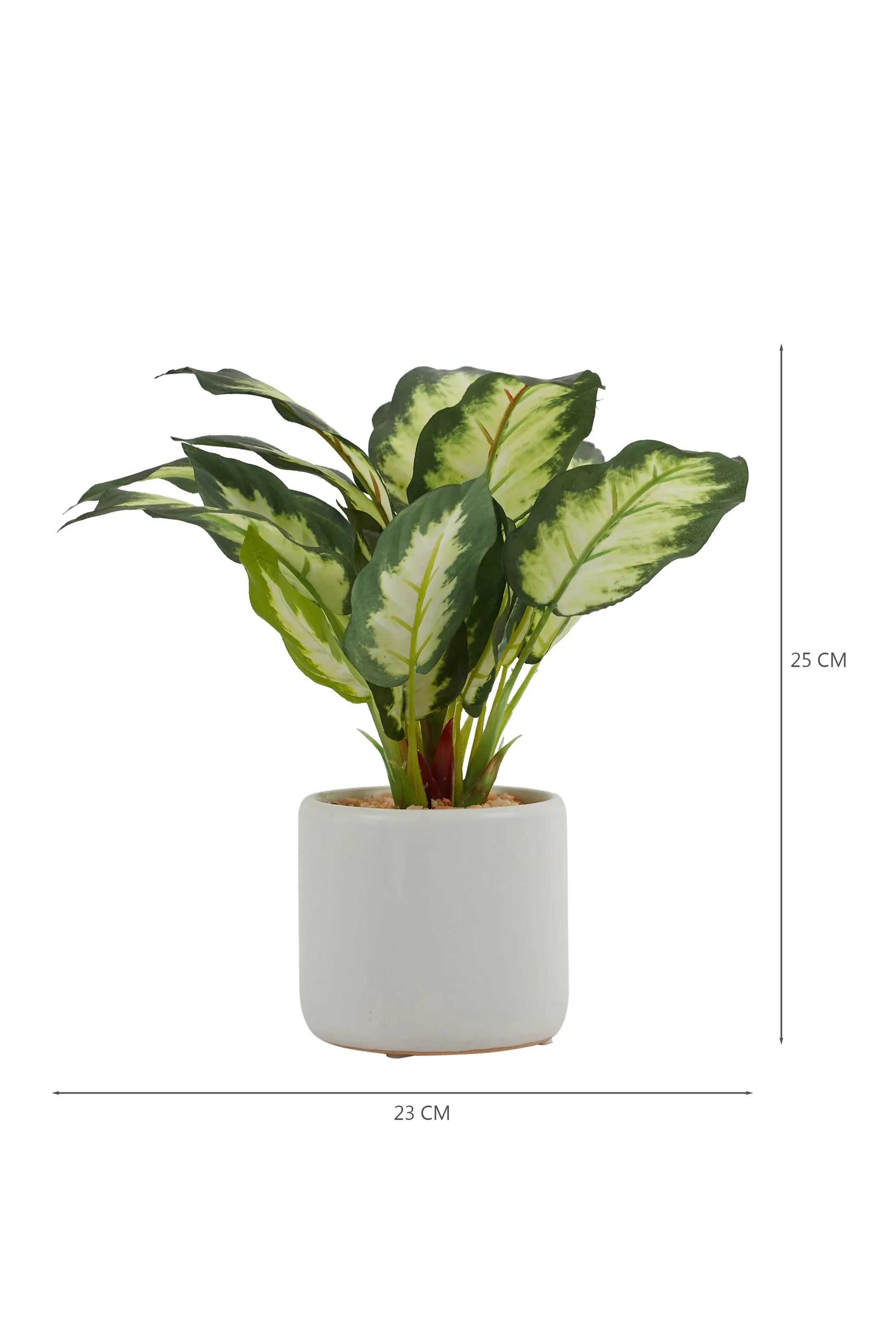 Ilana Faux Dieffnbchia 2 Ceramic Potted Plant 25 Cm in Green Colour - HomeTown