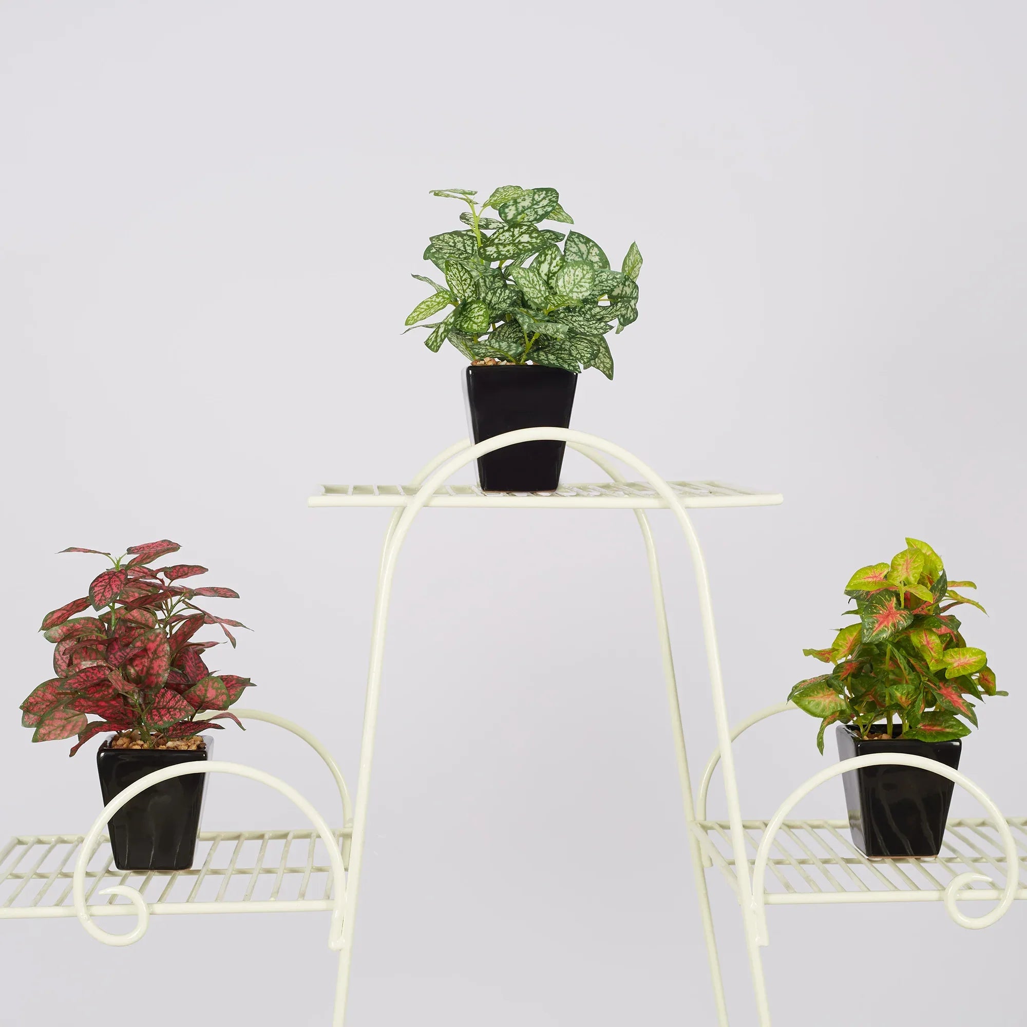 Ilana Faux Hypoestes Ceramic Potted Plant 19 Cm in Green Colour - HomeTown