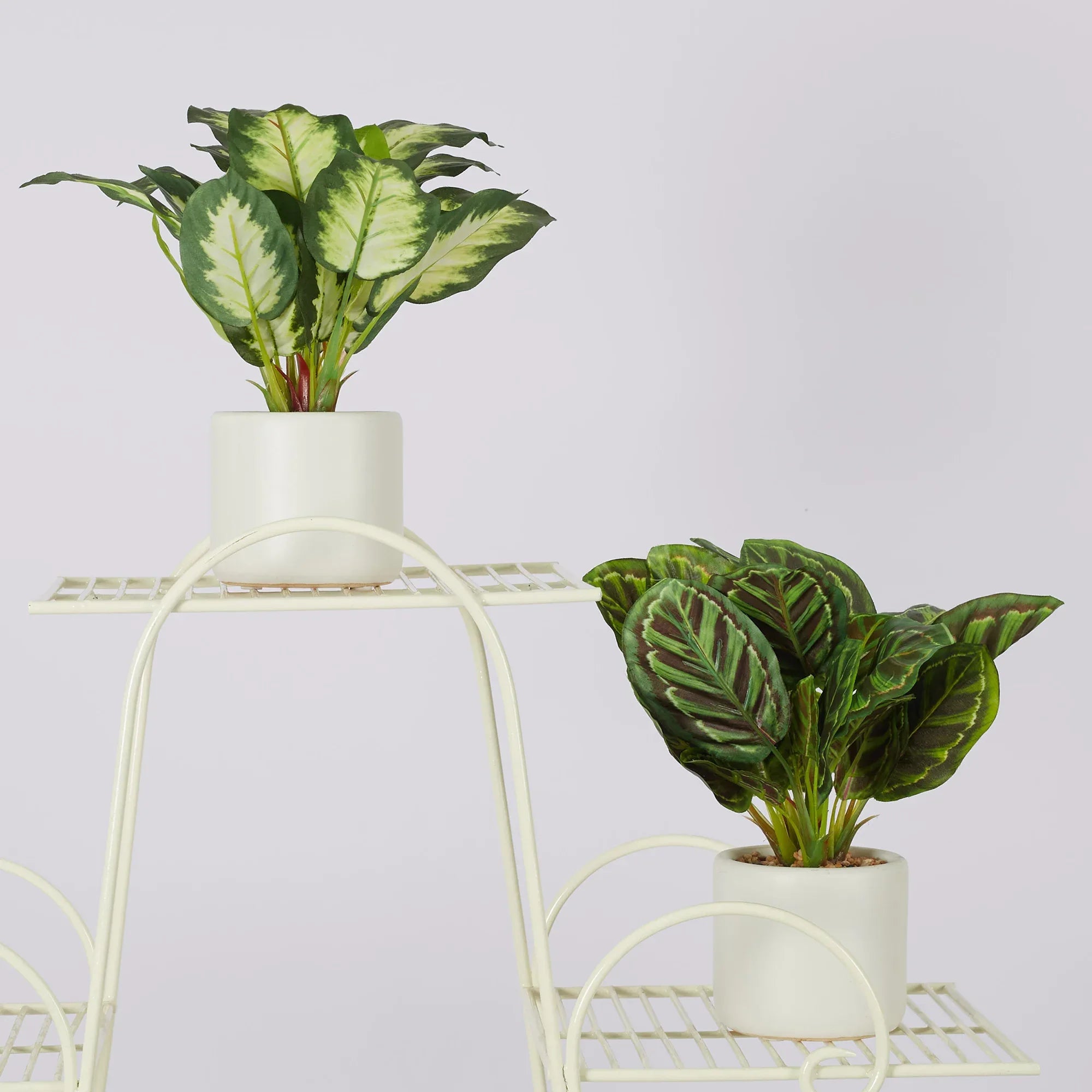 Ilana Faux Dieffnbchia 2 Ceramic Potted Plant 25 Cm in Green Colour - HomeTown