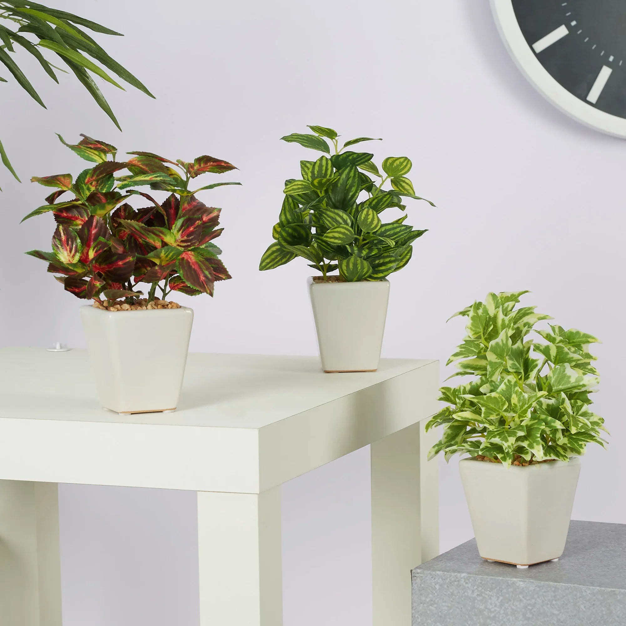 Ilana Faux Coleus Ceramic Potted Plant 19 Cm in Green Colour - HomeTown