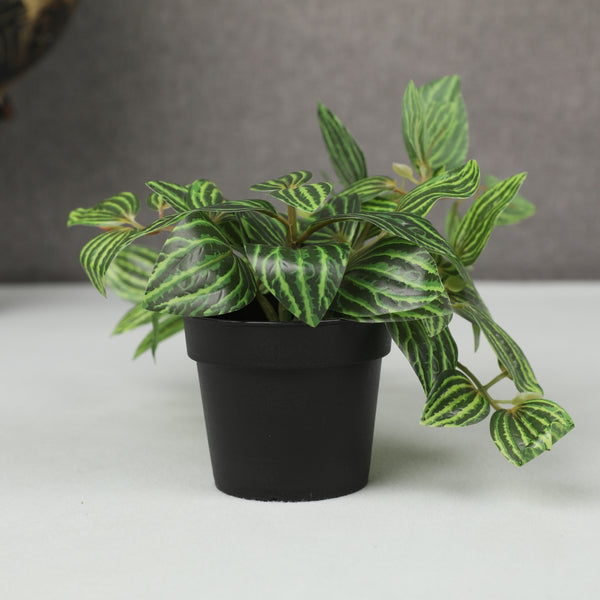 Ilana Hanging Zebra Potted Plant in Green dimensions
