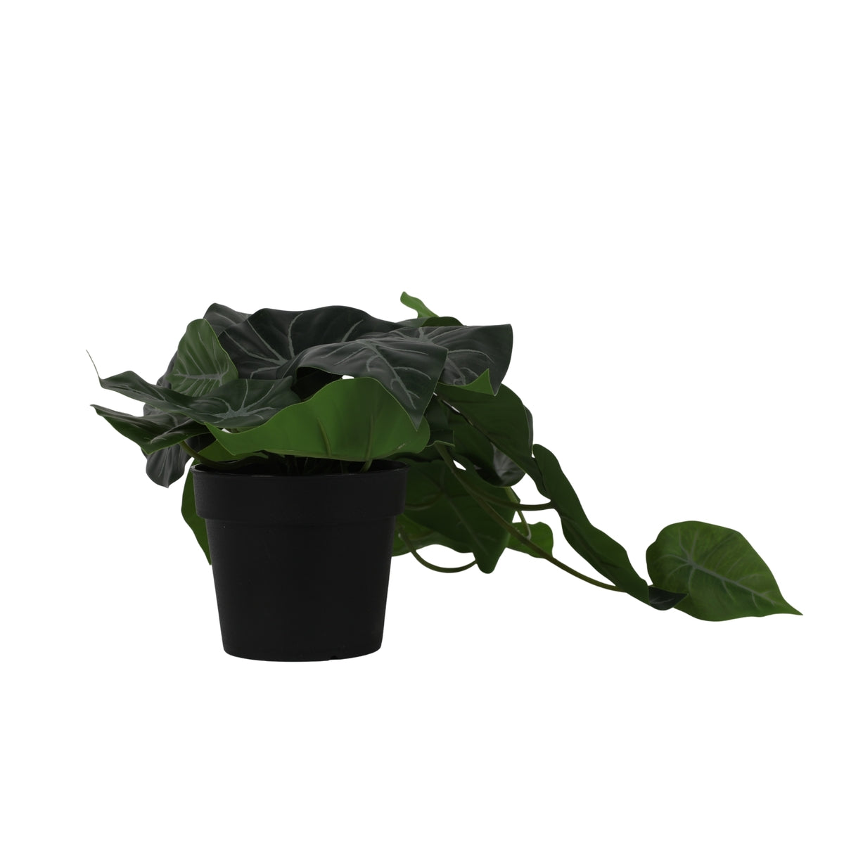 Ilana Hanging Alocasia Potted Plant 30cm in Green