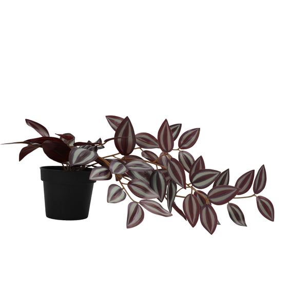 Ilana Hanging Tradescantia Potted Plant in Purple dimensions