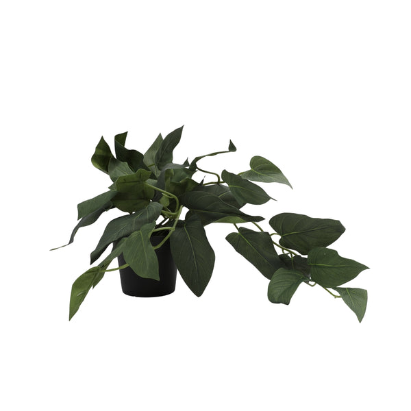 Ilana Hanging Philodendron Potted Plant in Green dimensions