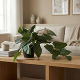 Ilana Hanging Philodendron Potted Plant in Green