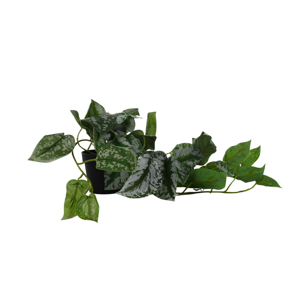 Ilana Hanging Epipremnum Potted Plant in Green dimensions
