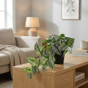 Ilana Hanging Epipremnum Potted Plant 48cm in Green