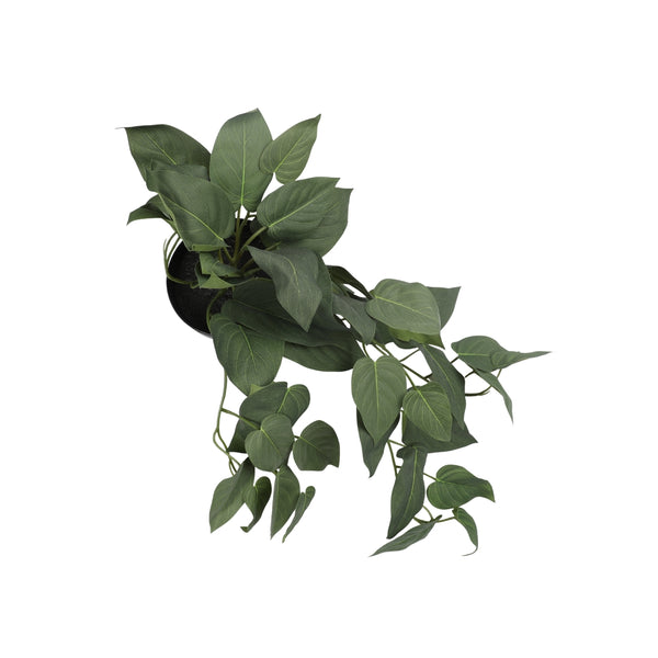 Ilana Hanging Philodendron Potted Plant in Purple dimensions